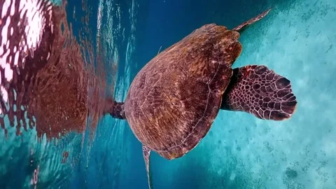 Green turtle at the surface Video stock 249521843