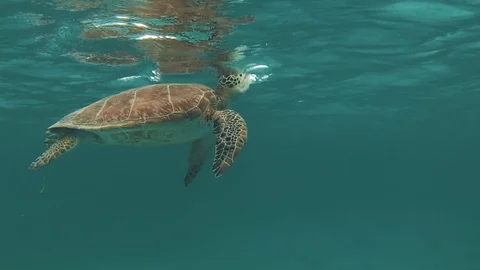 Green Turtle Swimming 3 Stock Footage 117453168