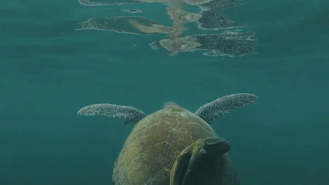 Green Turtle Swimming 4 Stock Footage 117453043