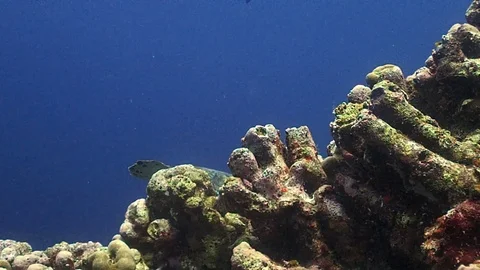 A green turtle swimming away Stock Footage 120115468