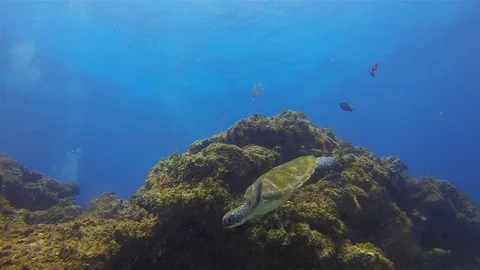 Green Turtle Swimming Close Up.Cute Aquatic Sea Turtle.Calm Graceful Marine Life Stock Footage 119555647