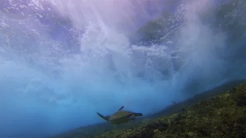 Green Turtle Swimming Close To Dramatic Crashing Waves &amp; Blue Sunlit Sea Surface Stock Footage 119476894