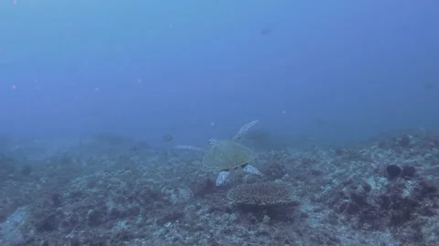 Green Turtle swimming in current Vidéo 149899247