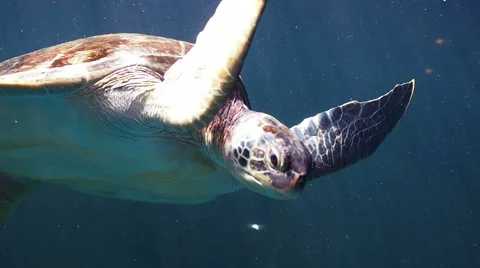 Green turtle swimming. Stock Footage 56511062