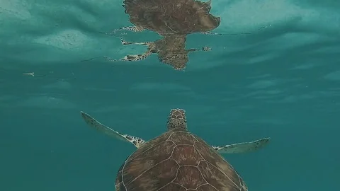 Green Turtle swimming Stock Footage 117452503