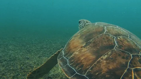 Green Turtle swimming Stock Footage 117453234
