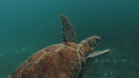 Green Turtle swimming Stock Footage 117453347