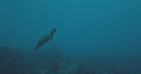 Green Turtle Swimming Up Stock Footage 280104998