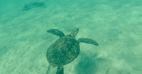 Green Turtle swimming in ocean Stock Footage 57676002