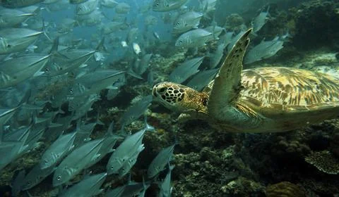Green turtle swimming Stock Photos