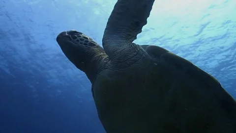 A green turtle swimming to the surface Stock Footage 120512403