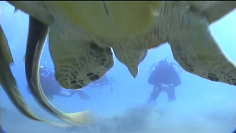 Green Turtle Swimming Toward The Camera With Divers Stock Footage 292611805
