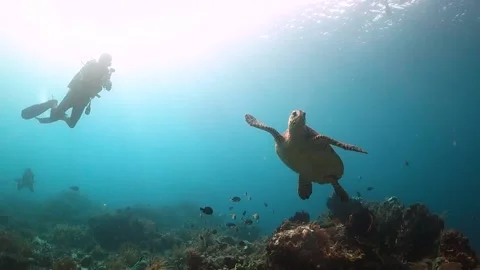 Green turtle swimming towards the camera with a diver in the background Stock Footage 130237734