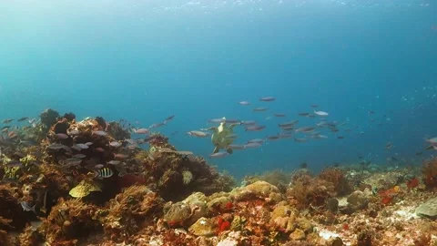 Green turtle swimming up towards the surface with divers above Stock Footage 130237756