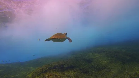 Green Turtle Swimming.Dramatic Crashing Waves &amp; Calm Graceful Blue Sunlit Sea Stock Footage 119496699