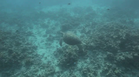 Green turtle swims in the blue Stock Footage 22714215