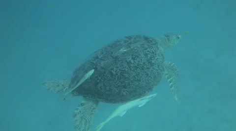 Green turtle swims in the blue Stockbeeldmateriaal 22714338