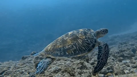 A Green Turtle swims majestically above the reef, captured in slow motion. Stock Footage 277093326