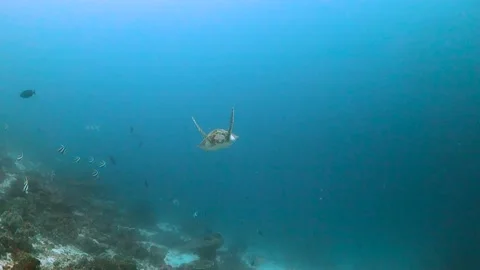 Green turtle swims towards camera and away again Video stock 130237769