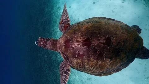 Green Turtle taking breath Video stock 249522732