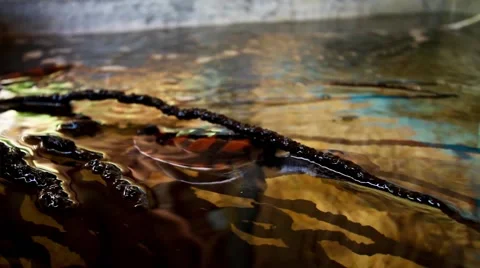 Green Turtle in tank (headstart program) Stock Footage 58296810