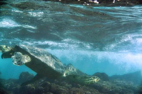 Green Turtle Underwater Stock Photos