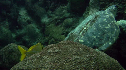 Green Turtle &amp; Yellow Angelfish Video stock 37712842