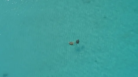 Green turtles approach to mate 库存影片 104967727