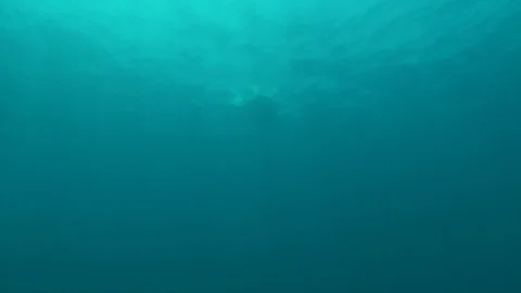 Green Turtles Mating Stock Footage 80132704