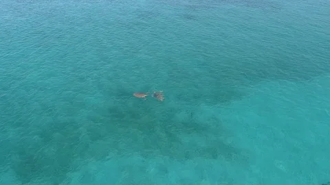 Green turtles meet at the surface to mate 库存影片 104967613
