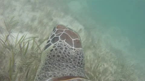 Green Turtle's Perspective Stock Footage 10908571