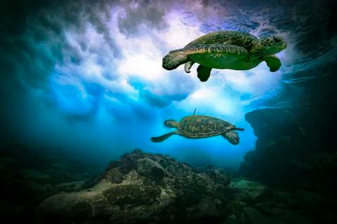 Green turtles playing in the waves Stock Photos