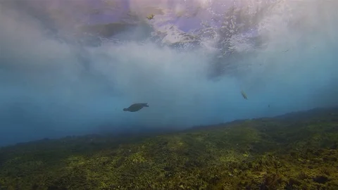 Green Turtle.Sea Turtle Swimming.Dramatic Crashing Waves.Blue Sunlit Sea Surface Stock Footage 119501215