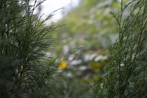 Green twig of juniper Stock Photos