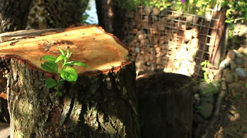 Green twig on an old stump Stock Footage 231291826