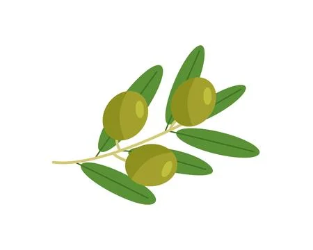 Green twig of olive tree branch isolated on white background Stock Illustration