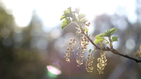 Green twigs with blooming flowers of red and black currants on a background of Vídeo Stock 129742353