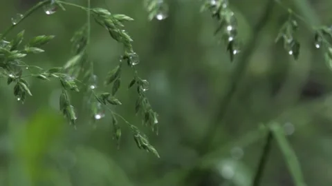 Green twigs with dew drops, waving on the wind Stock Footage 132389333