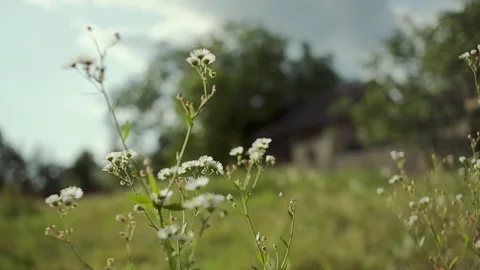 Green twigs in field Stock-Footage 80267741