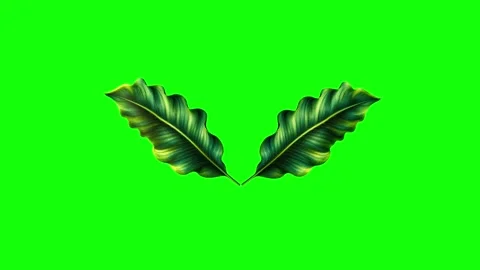 Green Two Leaves Two on Green Screen Background Horizontal 16:9 Stock-Footage 339348709