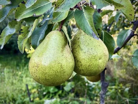 Green two pears on the tree Stock Photos
