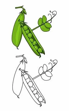 Green two peas Vegetable in a pod coloring page. Food ingredient Stock Illustration