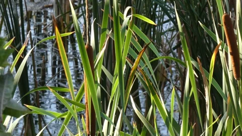 Green typha leaves and brown spikes over water with reflections Видео 336912530