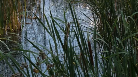 Green typha reed leaves and brown stalks over dark swamp water Vídeo Stock 336911224