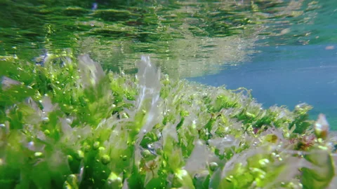 Green Ulva algae sheets with trapped oxygen bubbles from active photosynthesis Stock Footage 342701253