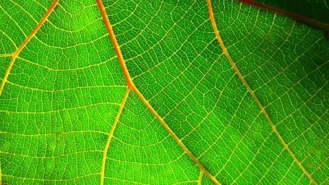Green Umbrella Leaf Stock Photos