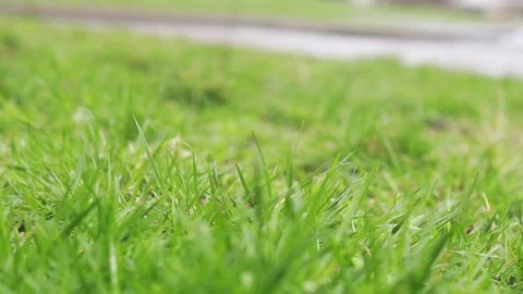 Green uncut grass close up, selective focus Stock Footage 236999307