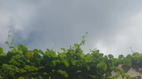 Green under Grey Stock Footage 305549946