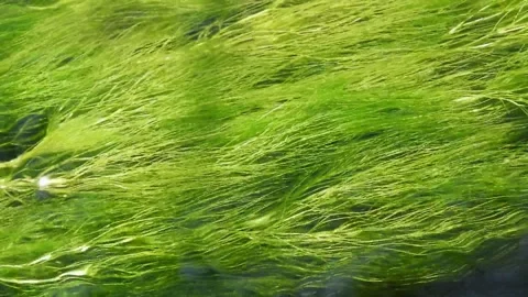 Green underwater grasses twisting in sparkling spring stream sunlight Stock Footage 335567800