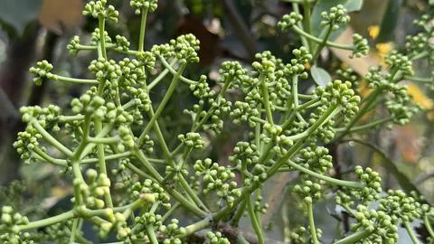 Green Unopened Flower Buds Growing On Branch Close Up Foto stock
